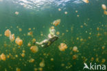 Endemic Mastigias Jellyfish