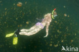 Endemic Mastigias Jellyfish