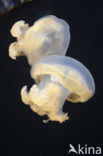 Endemic Mastigias Jellyfish