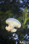 Endemic Mastigias Jellyfish