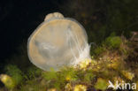 Endemic Mastigias Jellyfish