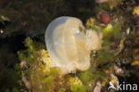 Endemic Mastigias Jellyfish