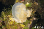 Endemic Mastigias Jellyfish