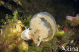 Endemic Mastigias Jellyfish