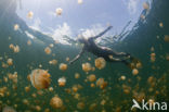 Endemic Mastigias Jellyfish