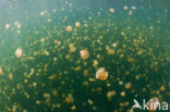 Endemic Mastigias Jellyfish