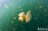 Endemic Mastigias Jellyfish