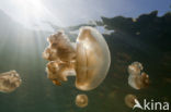 Endemic Mastigias Jellyfish