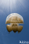 Endemic Mastigias Jellyfish