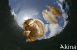 Endemic Mastigias Jellyfish