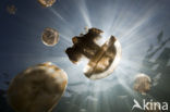 Endemic Mastigias Jellyfish