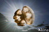 Endemic Mastigias Jellyfish