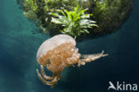 Endemic Mastigias Jellyfish