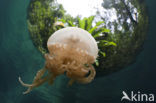 Endemic Mastigias Jellyfish