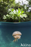 Endemic Mastigias Jellyfish