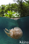 Endemic Mastigias Jellyfish