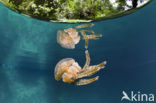 Endemic Mastigias Jellyfish