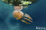 Endemic Mastigias Jellyfish