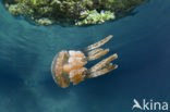 Endemic Mastigias Jellyfish