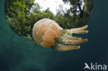 Endemic Mastigias Jellyfish