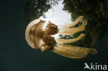 Endemic Mastigias Jellyfish