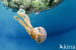 Endemic Mastigias Jellyfish