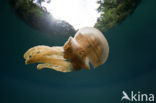 Endemic Mastigias Jellyfish