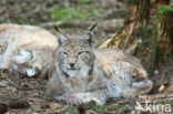 Euraziatische lynx (Lynx lynx) 