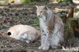 Euraziatische lynx (Lynx lynx) 