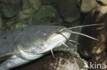 Wels catfish