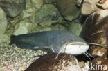 Wels catfish