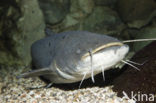 Wels catfish