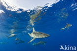 Galapagoshaai (Carcharhinus galapagensis) 