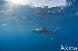 Galapagos shark (Carcharhinus galapagensis) 