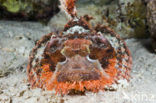 Tassled scorpionfish (Scorpaenopsis oxycephalus)