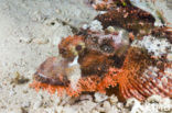 Tassled scorpionfish (Scorpaenopsis oxycephalus)