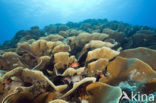 Lettuce Coral (Turbinaria mesenterina) 