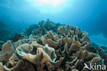 Lettuce Coral (Turbinaria mesenterina) 