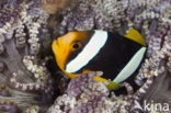 Geelstaart anemoonvis (Amphiprion clarkii)