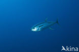 Yellowfin tuna (Thunnus albacares)
