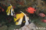 Masked bannerfish (Heniochus monoceros)