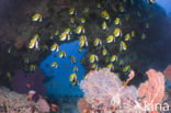 Masked bannerfish (Heniochus monoceros)