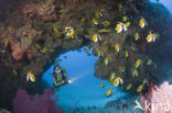 Masked bannerfish (Heniochus monoceros)