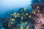 Masked bannerfish (Heniochus monoceros)