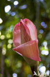 Torch Ginger (Etlingera elatior)