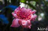 Torch Ginger (Etlingera elatior)