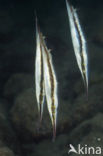 Gestreepte scheermesvis (Aeoliscus strigatus)