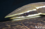 Sharksucker (Echeneis naucrates)