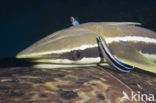 Sharksucker (Echeneis naucrates)