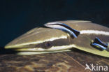Sharksucker (Echeneis naucrates)